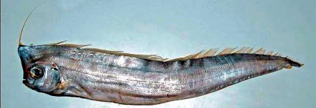 Lophotus lacepede_02.jpg